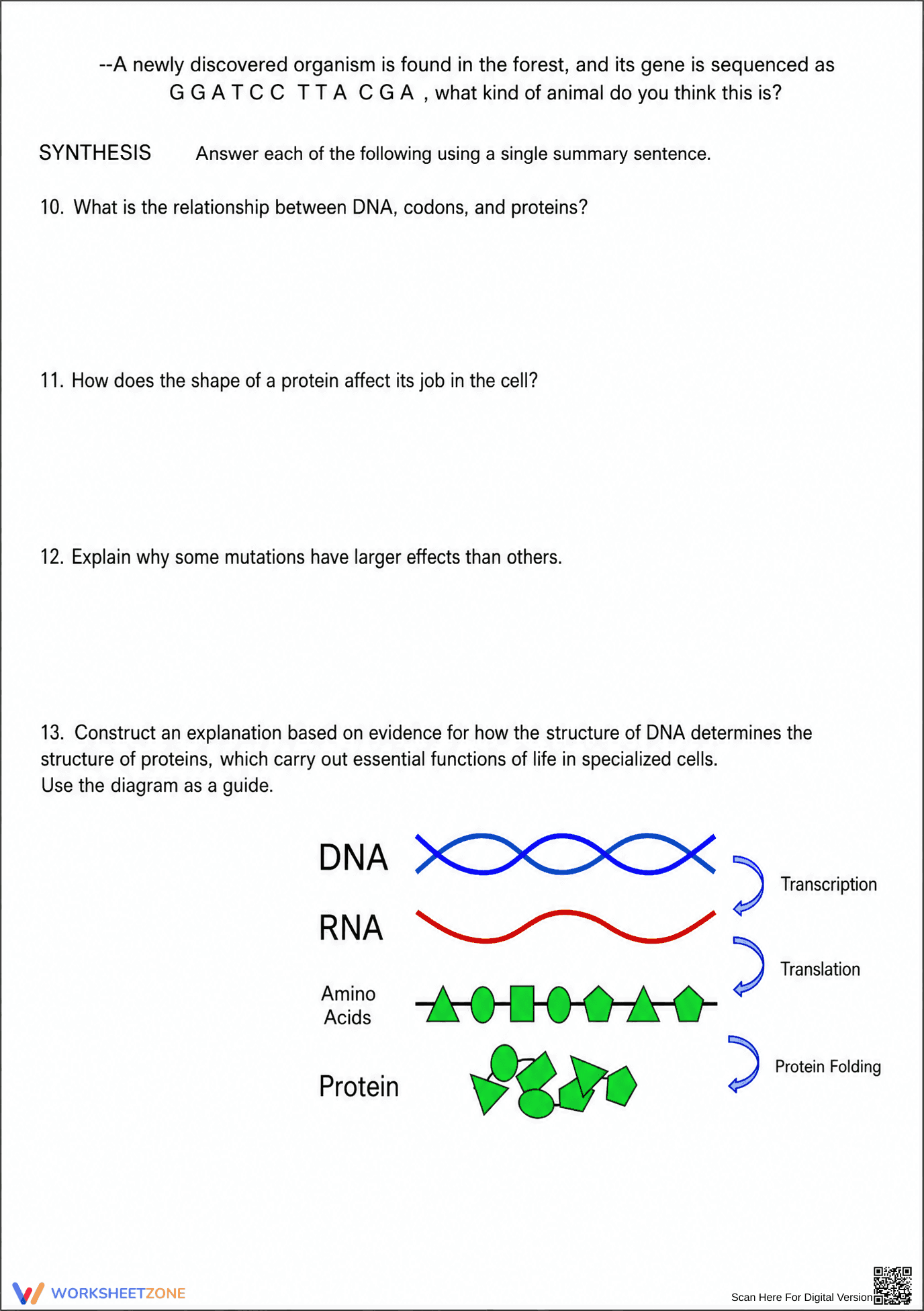 DNA Proteins and Mutations Investigation | Essential Biology - Page 4