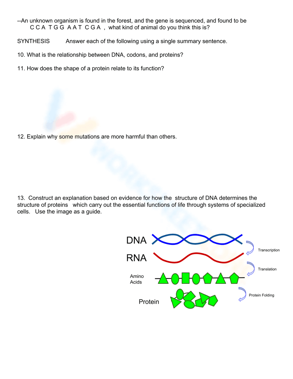 Investigation: DNA Proteins and Mutations - Page 4