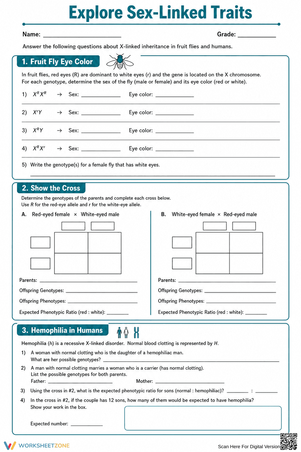 Sex-Linked Traits Worksheet | Grade 9 Biology Printable - Page 3