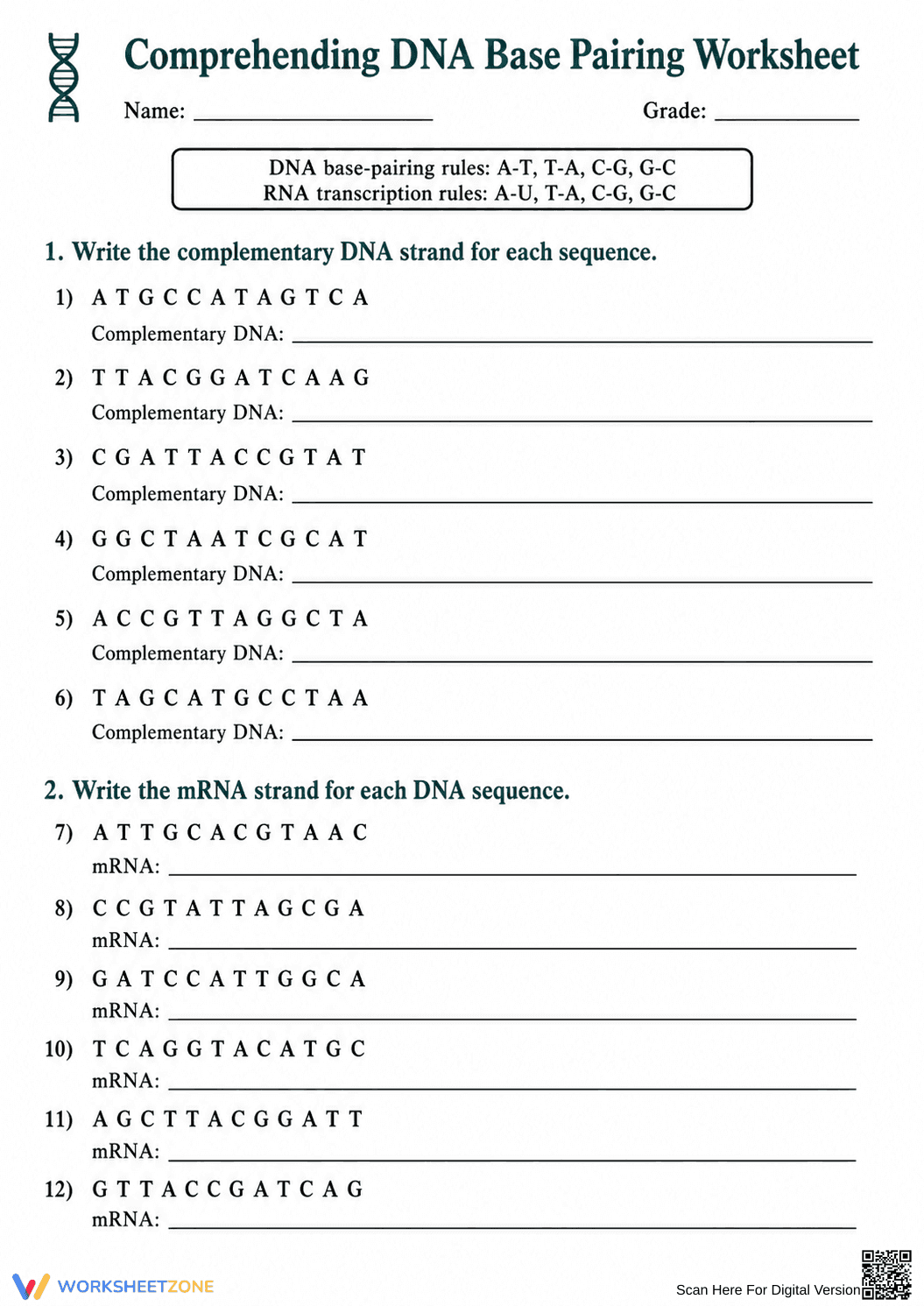 DNA Base Pairing Worksheet (3 Levels) | Grade 9-11 Ready - Page 3