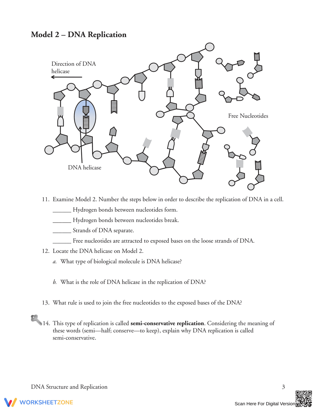 Updated DNA Structure and Replication Worksheet - Page 3