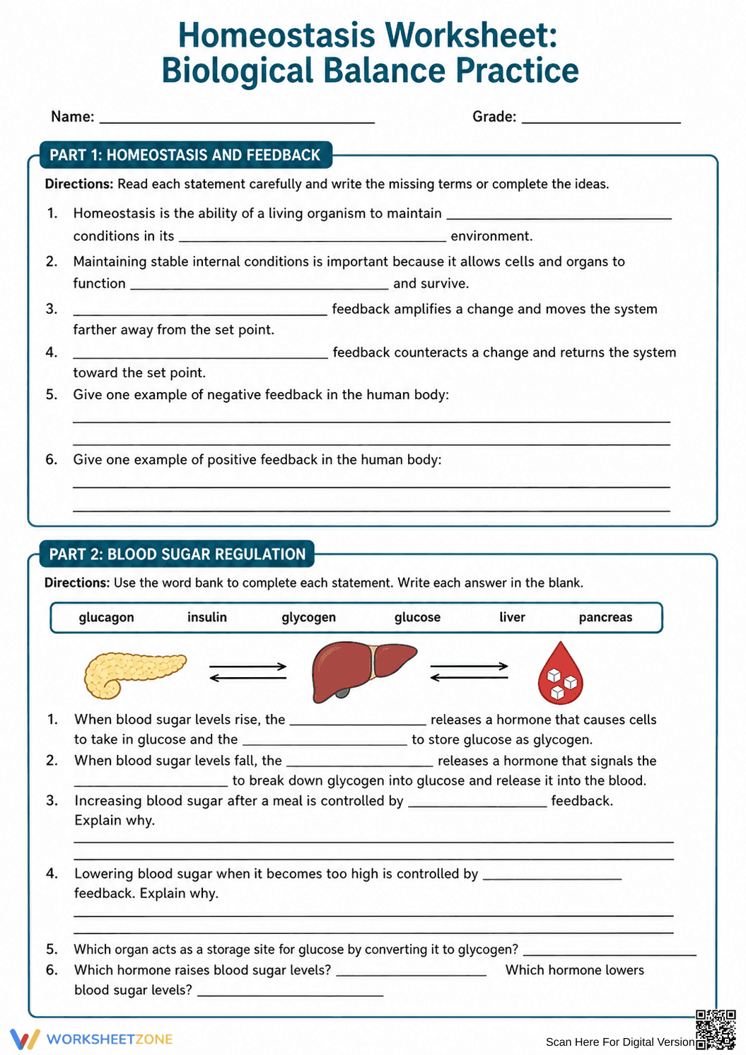 Essential Homeostasis Worksheet | Grade 9-12 - Page 2