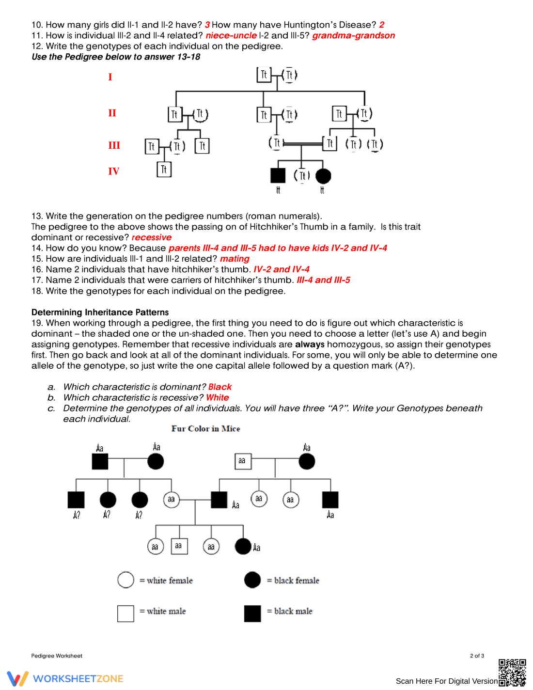 Updated Pedigree Analysis: Genetics Worksheet - Page 2