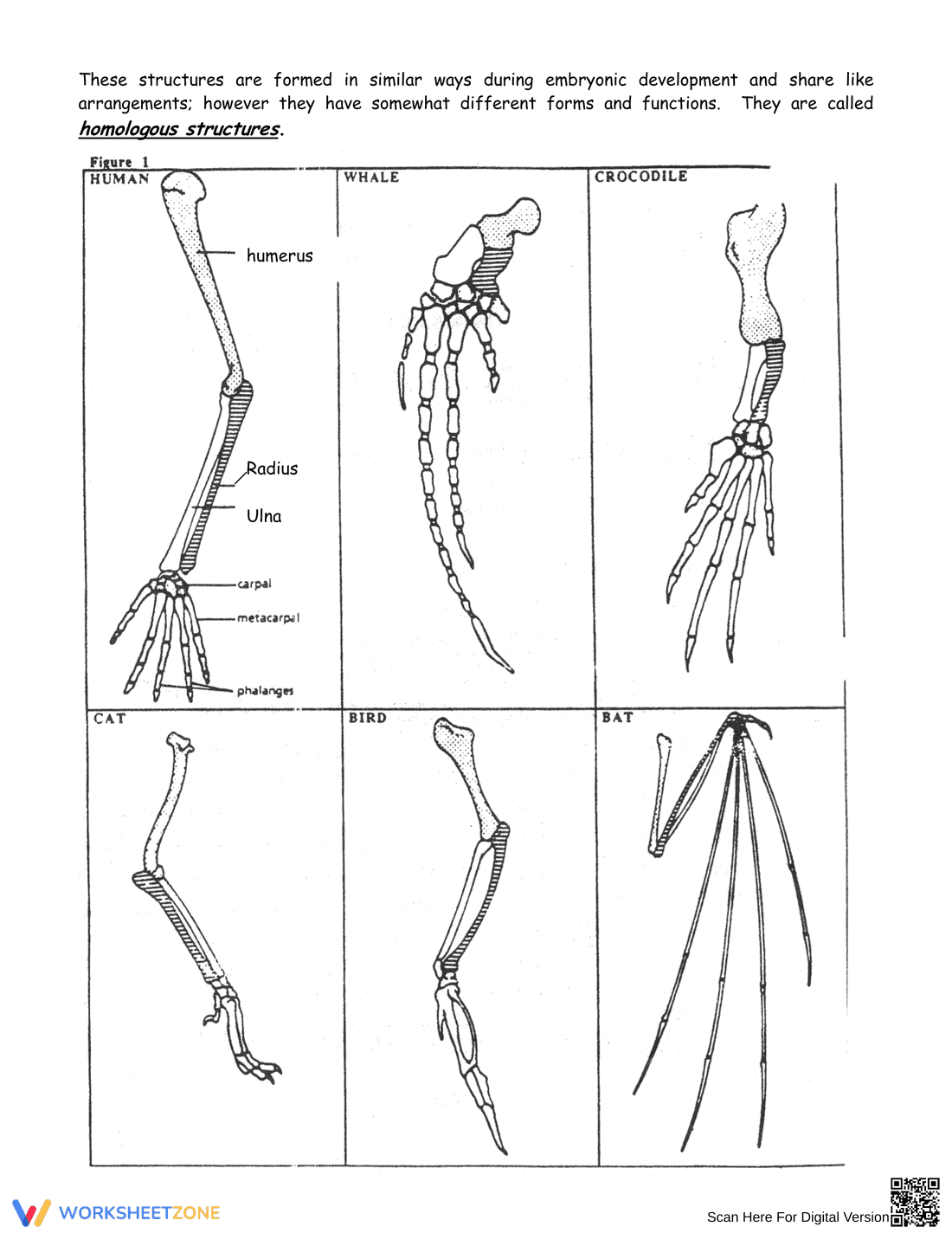 Activity on Evidence of Evolution - Page 2