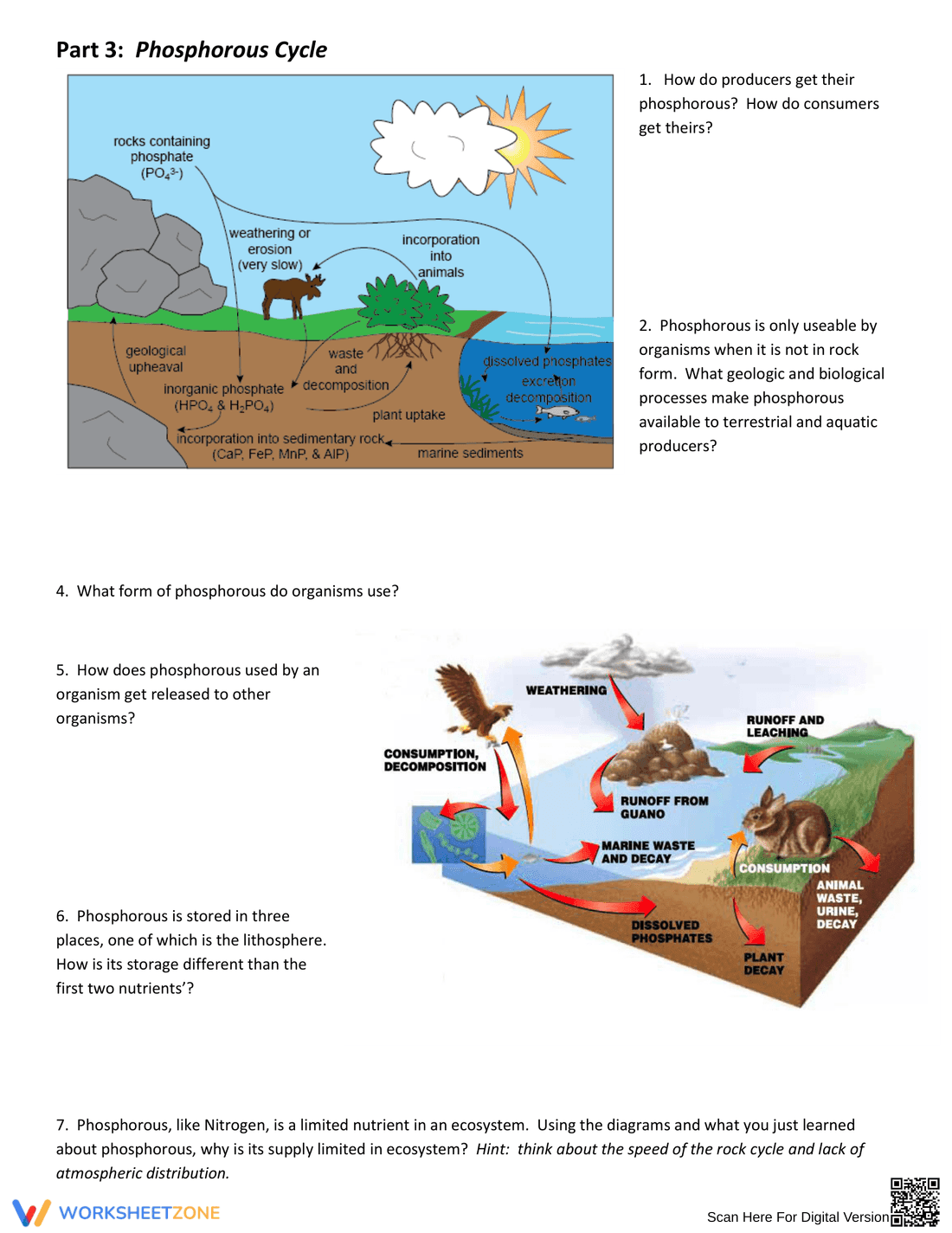 Interpreting Nutrient Cycles: An Engaging Worksheet - Page 3