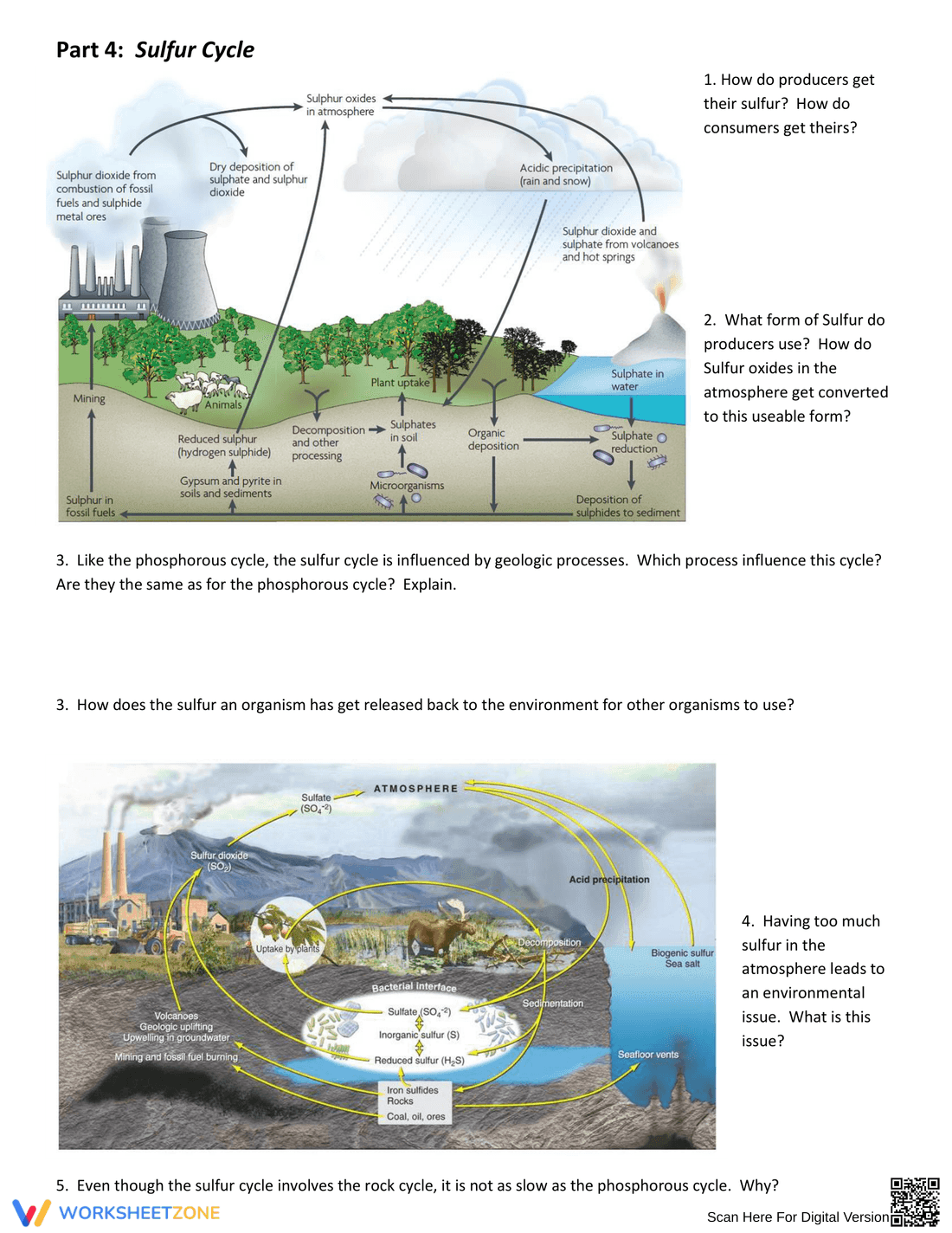 Interpreting Nutrient Cycles: An Engaging Worksheet - Page 4