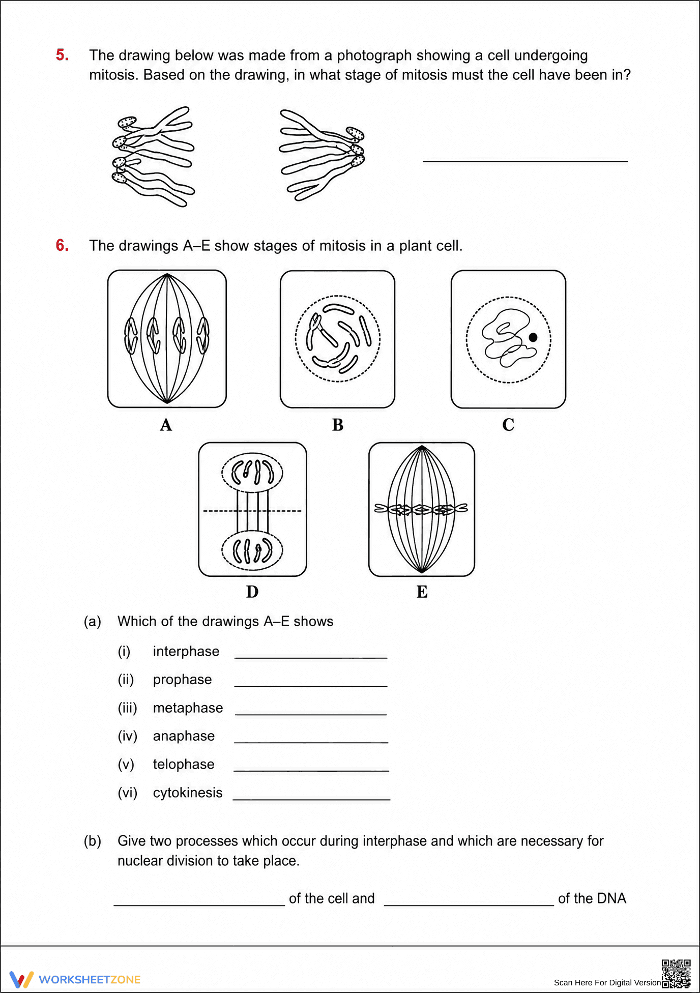 Printable Mitosis Stages Worksheet | Grade 10 Biology - Page 2