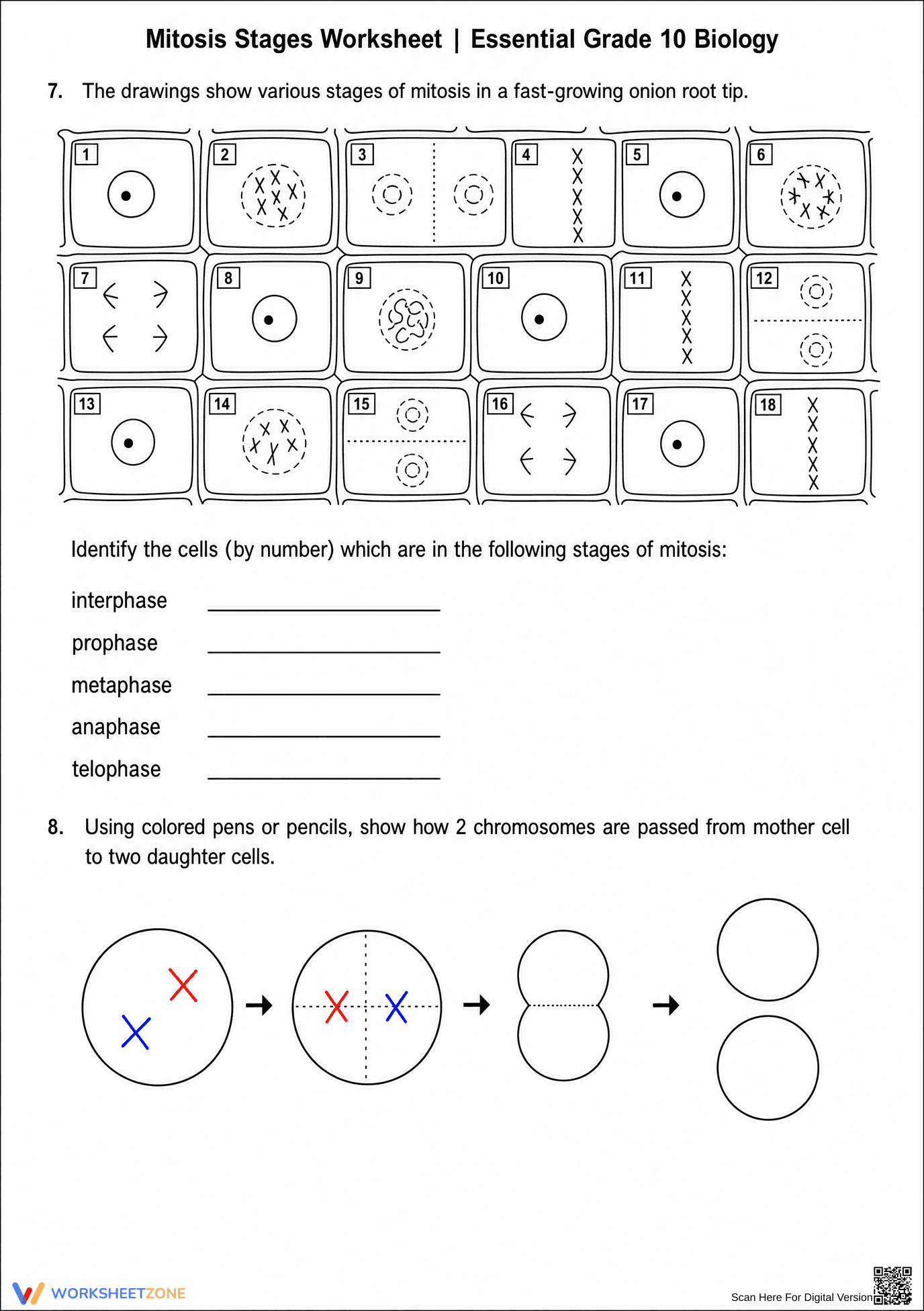 Printable Mitosis Stages Worksheet | Grade 10 Biology - Page 3