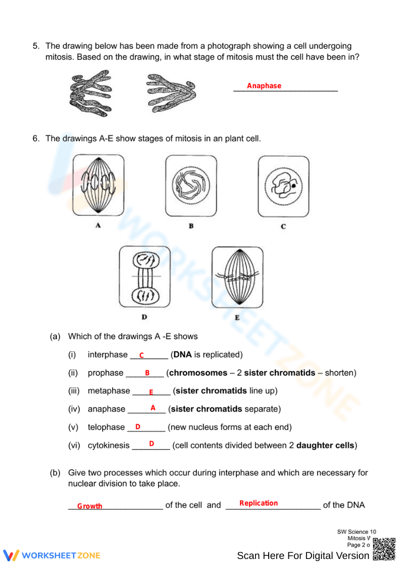 Mitosis Stages Worksheet | Essential Grade 10 Biology - Page 2