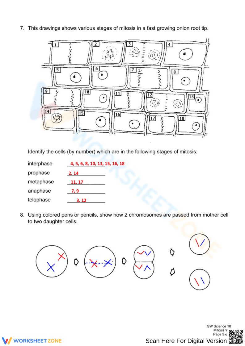 Mitosis Stages Worksheet | Essential Grade 10 Biology - Page 3