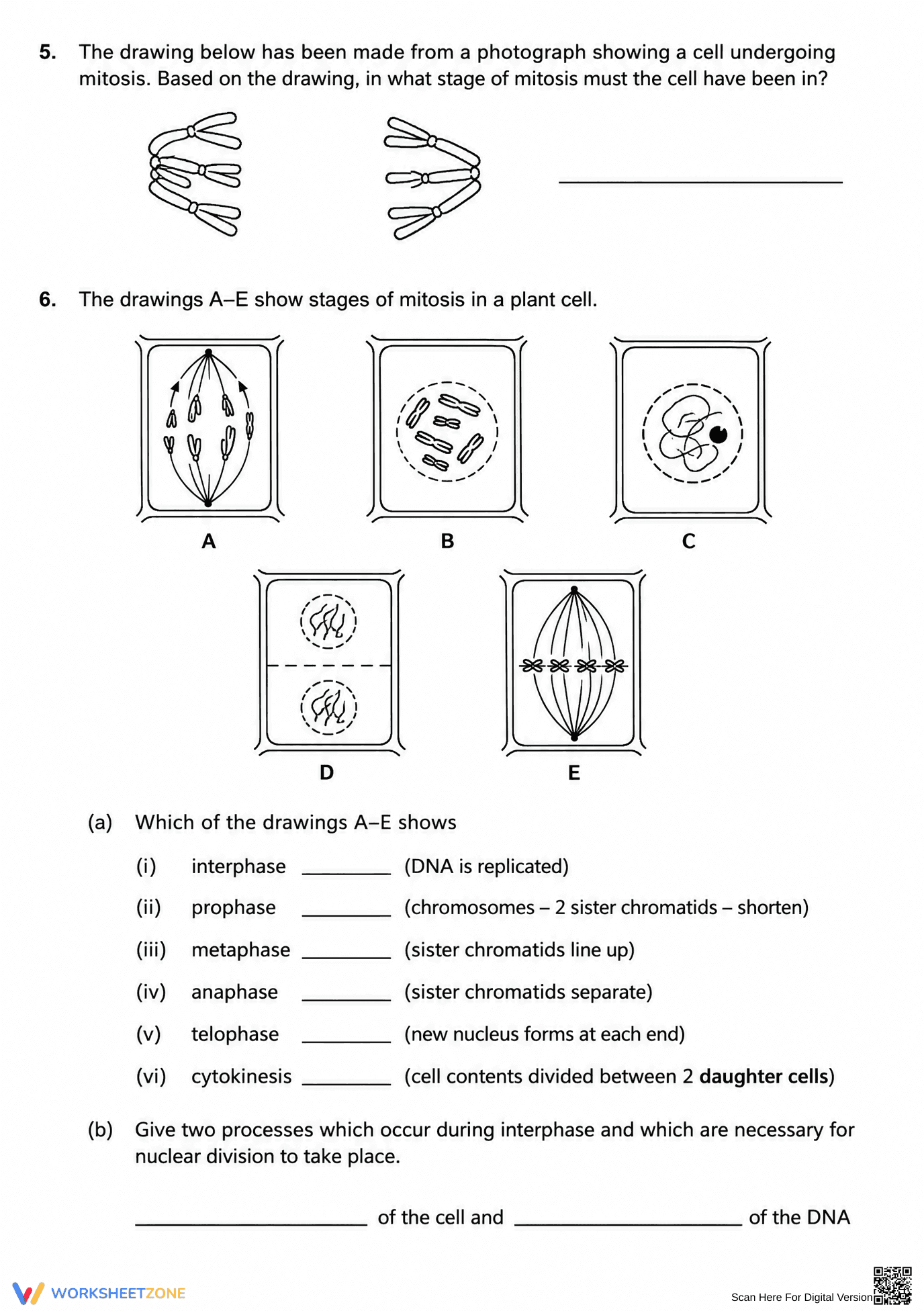 Mitosis Phases Worksheet | Grade 9-12 Essential - Page 2