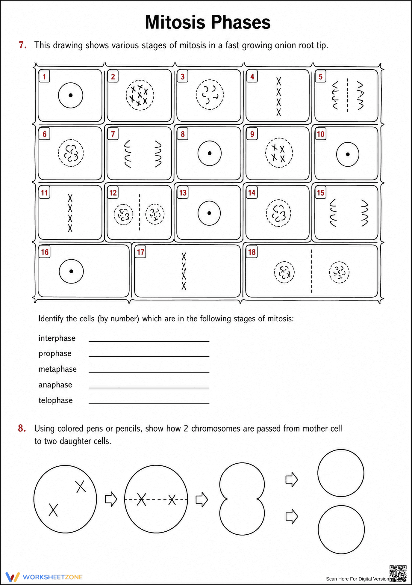 Mitosis Phases Worksheet | Grade 9-12 Essential - Page 3