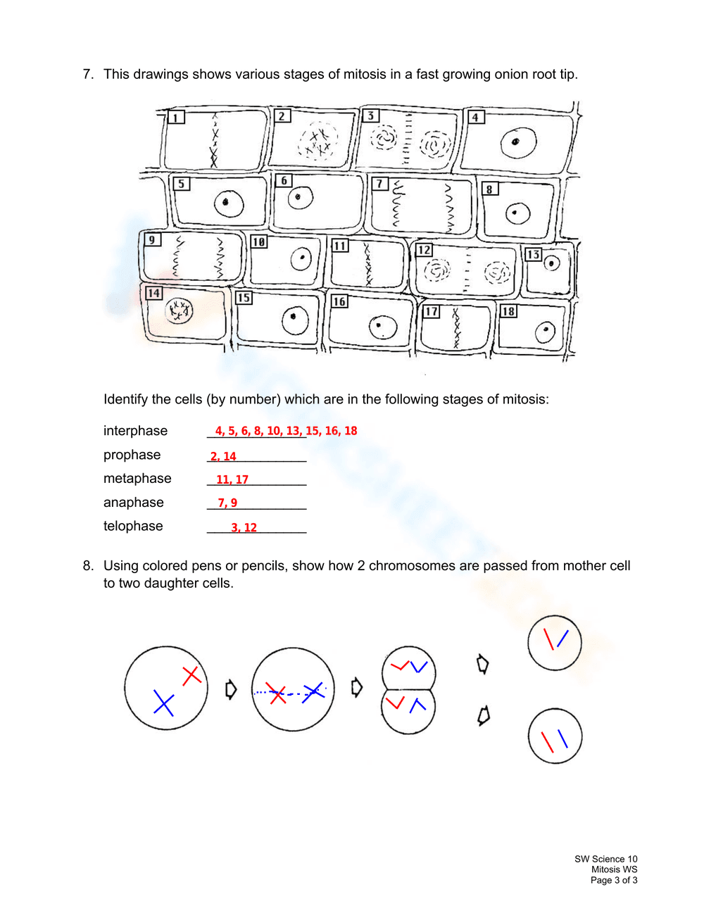 Mitosis Phases - Page 3