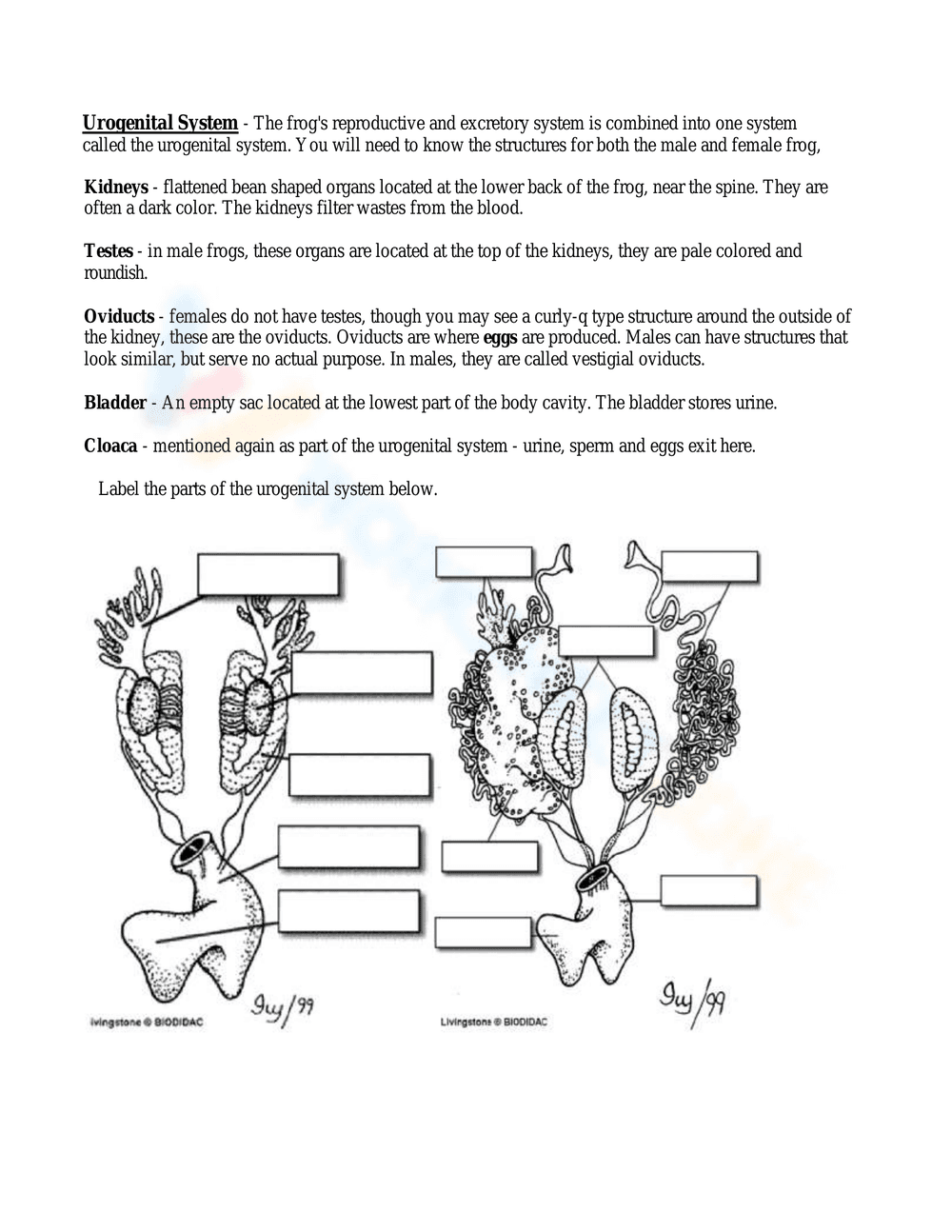 Detailed Frog Dissection Lab Worksheet - Page 4