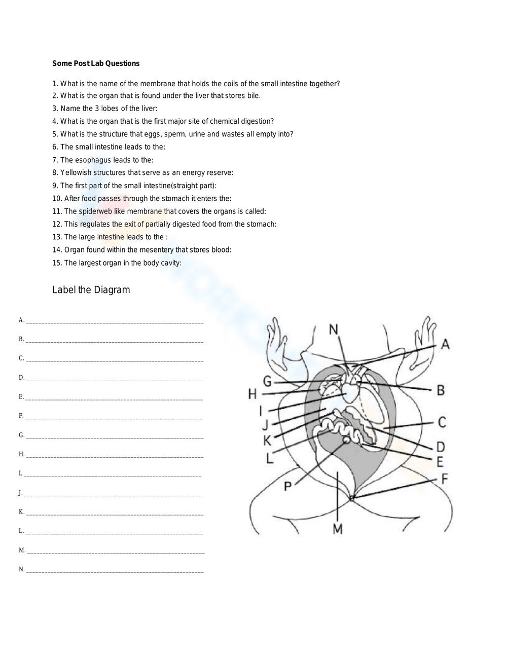 Detailed Frog Dissection Lab Worksheet - Page 5