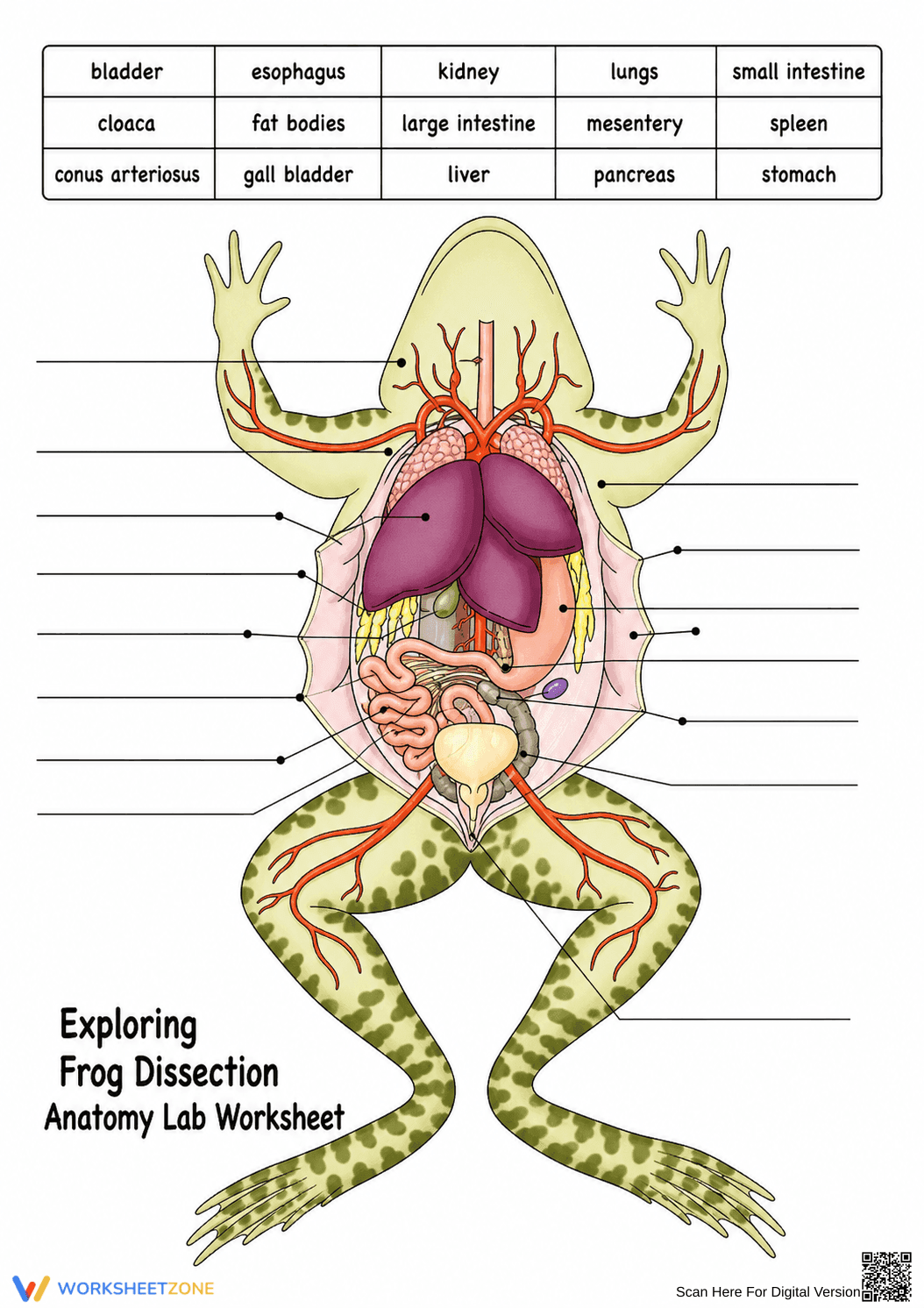 Printable Frog Dissection Pre-Lab | Grade 9-12 Biology - Page 2