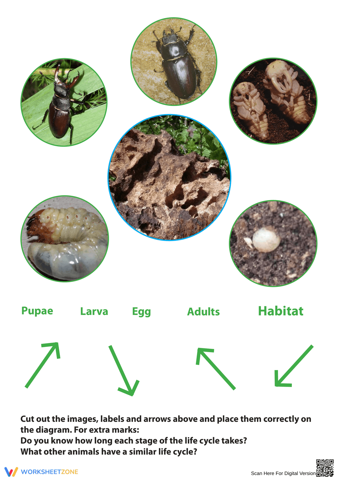 Stag Beetle Life Cycle Worksheet | Essential Science - Page 2