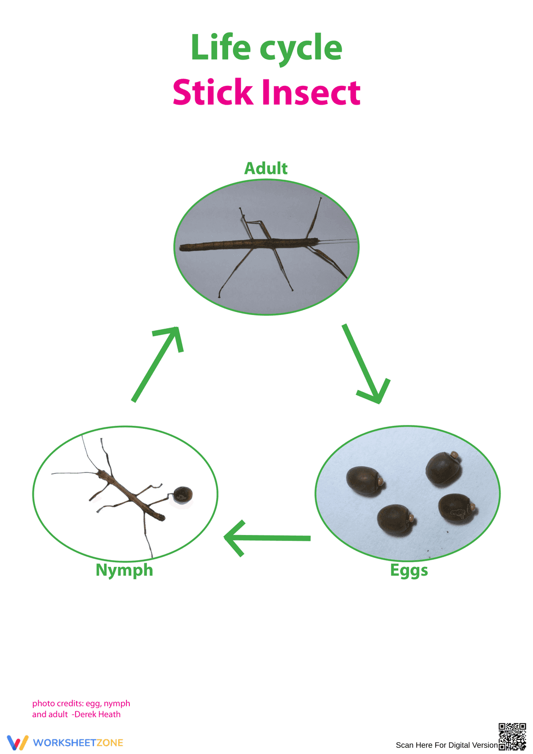 Stag Beetle Life Cycle Worksheet | Essential Science - Page 4