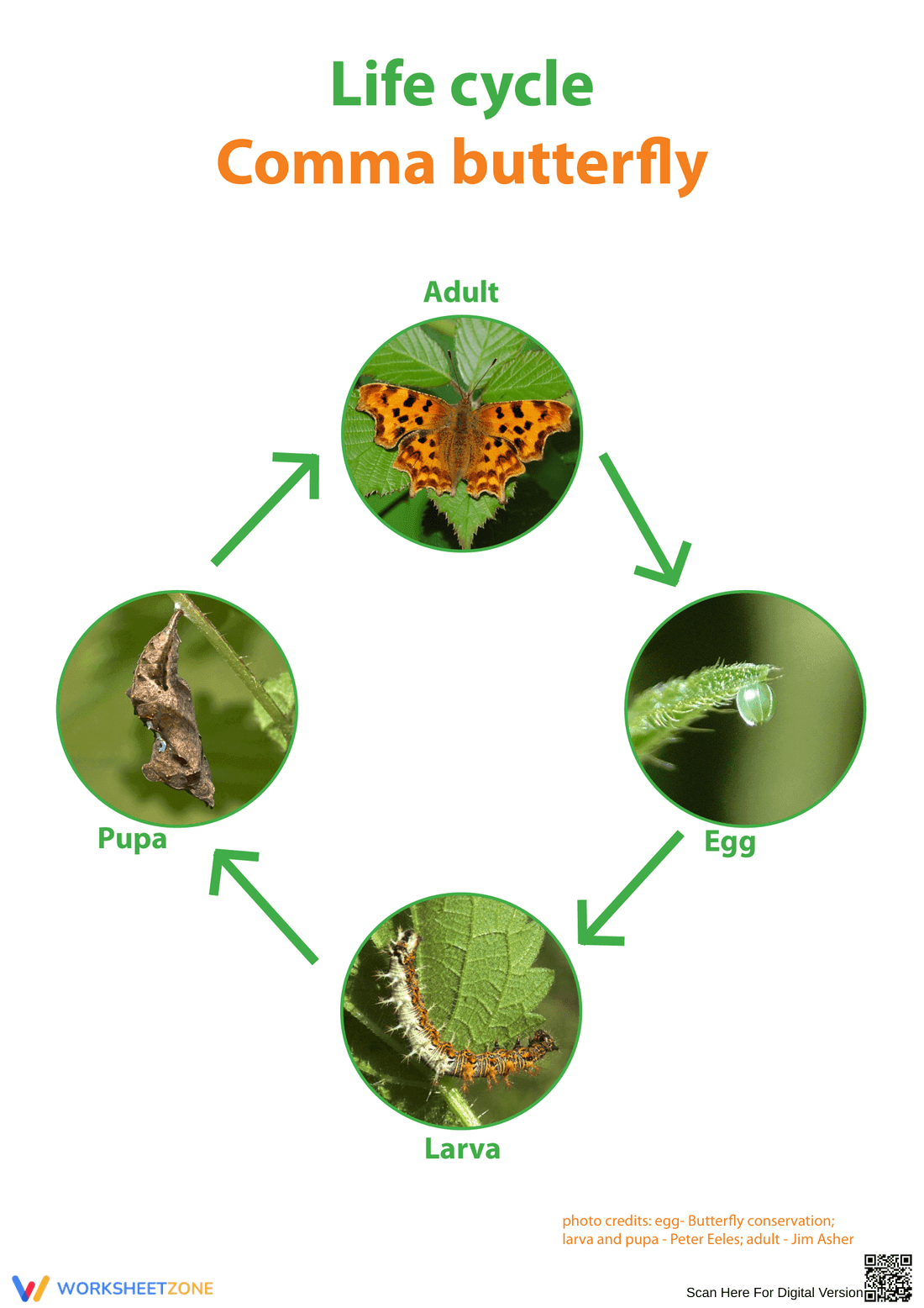 Stag Beetle Life Cycle Worksheet | Essential Science - Page 5