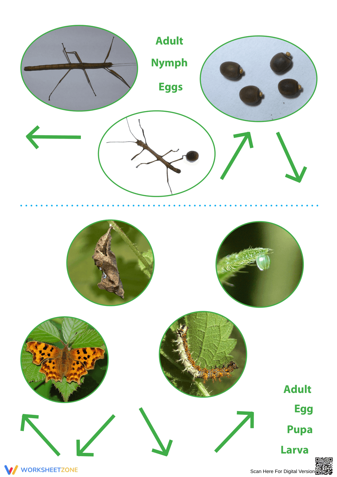 Stag Beetle Life Cycle Worksheet | Essential Science - Page 6