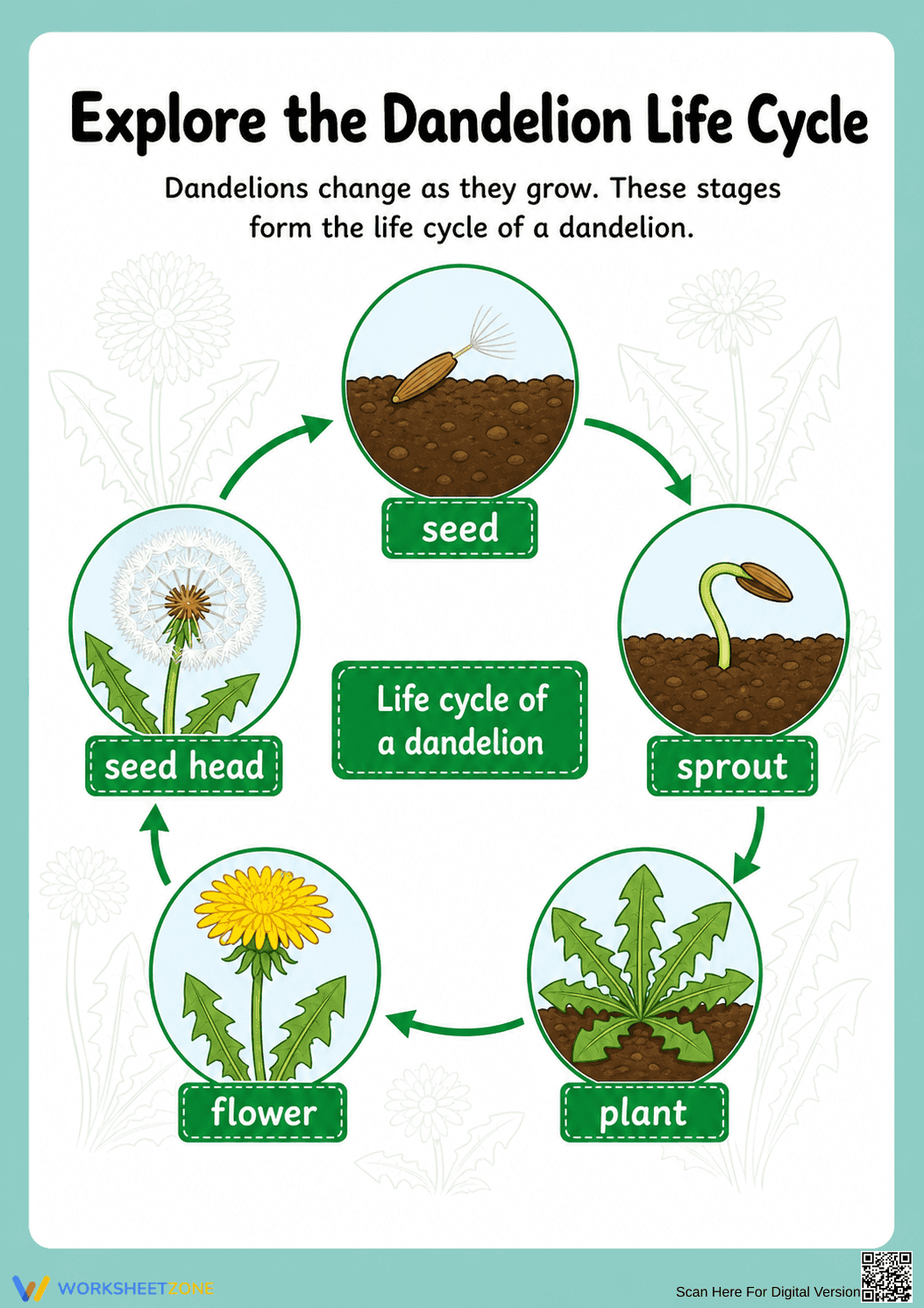 Dandelion Life Cycle Printable Worksheet | Grade 3 - Page 2