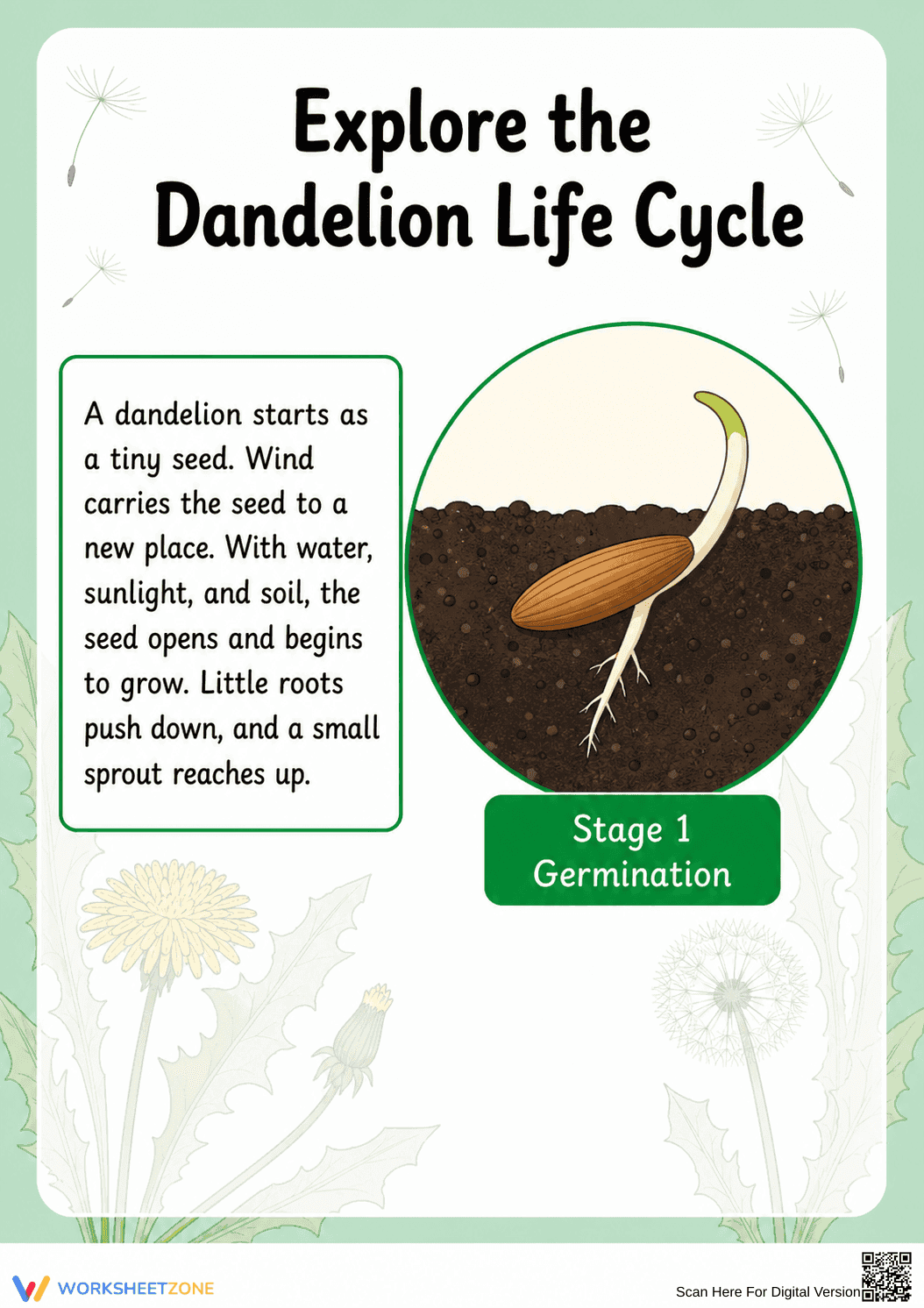 Dandelion Life Cycle Printable Worksheet | Grade 3 - Page 3