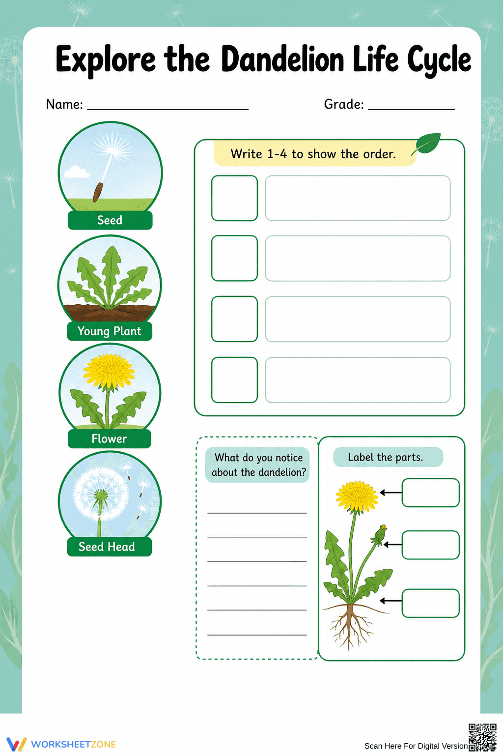 Dandelion Life Cycle Printable Worksheet | Grade 3 - Page 4