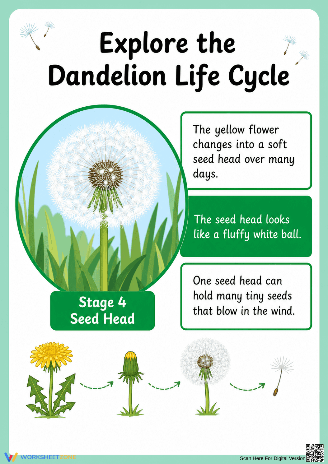 Dandelion Life Cycle Printable Worksheet | Grade 3 - Page 6