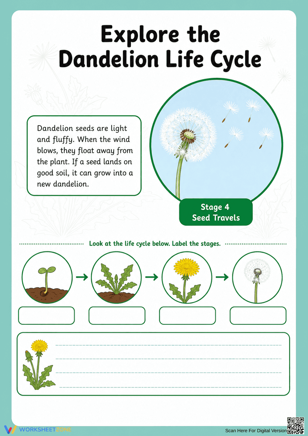 Dandelion Life Cycle Printable Worksheet | Grade 3 - Page 7
