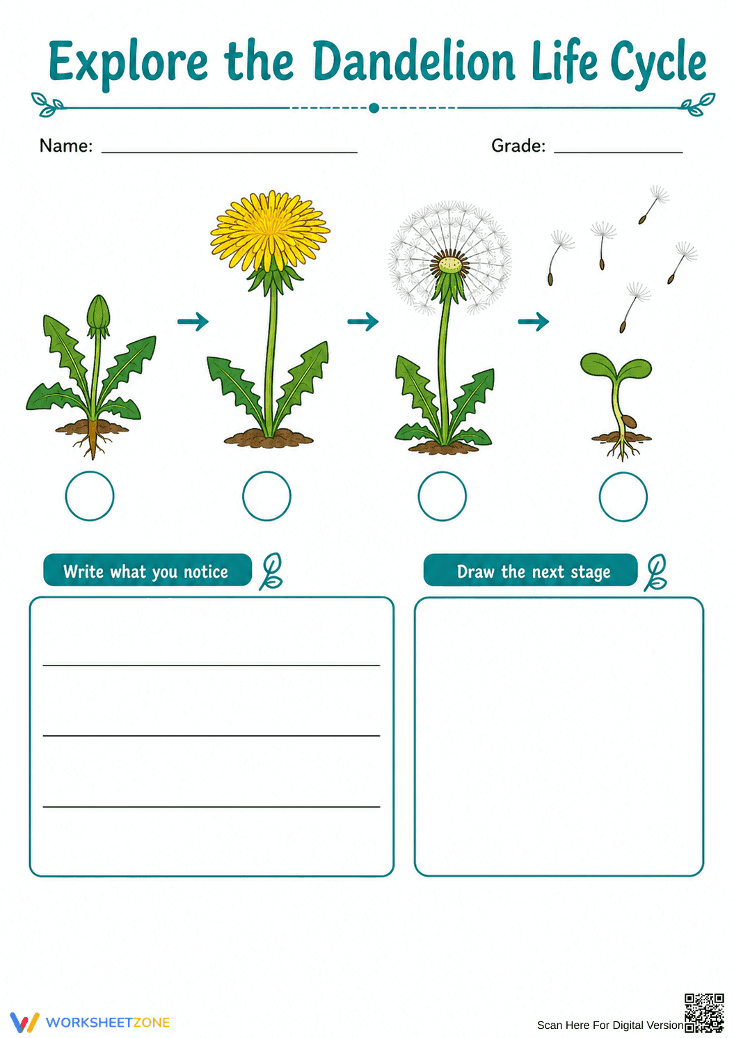 Dandelion Life Cycle Printable Worksheet | Grade 3 - Page 8