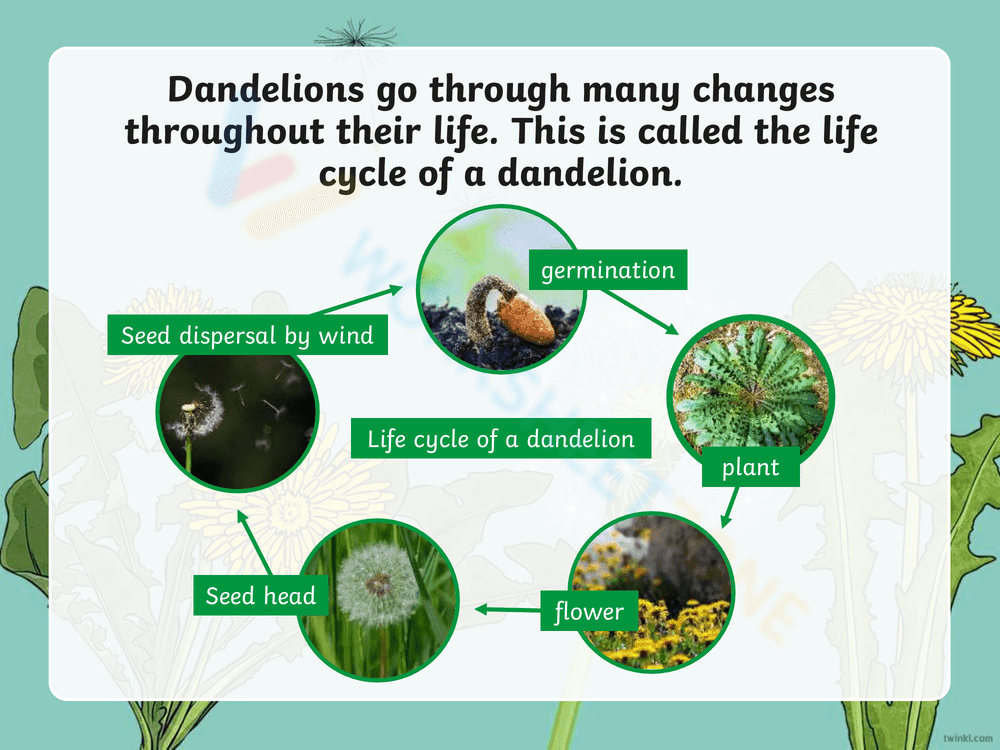 Explore the Dandelion Life Cycle - Page 2