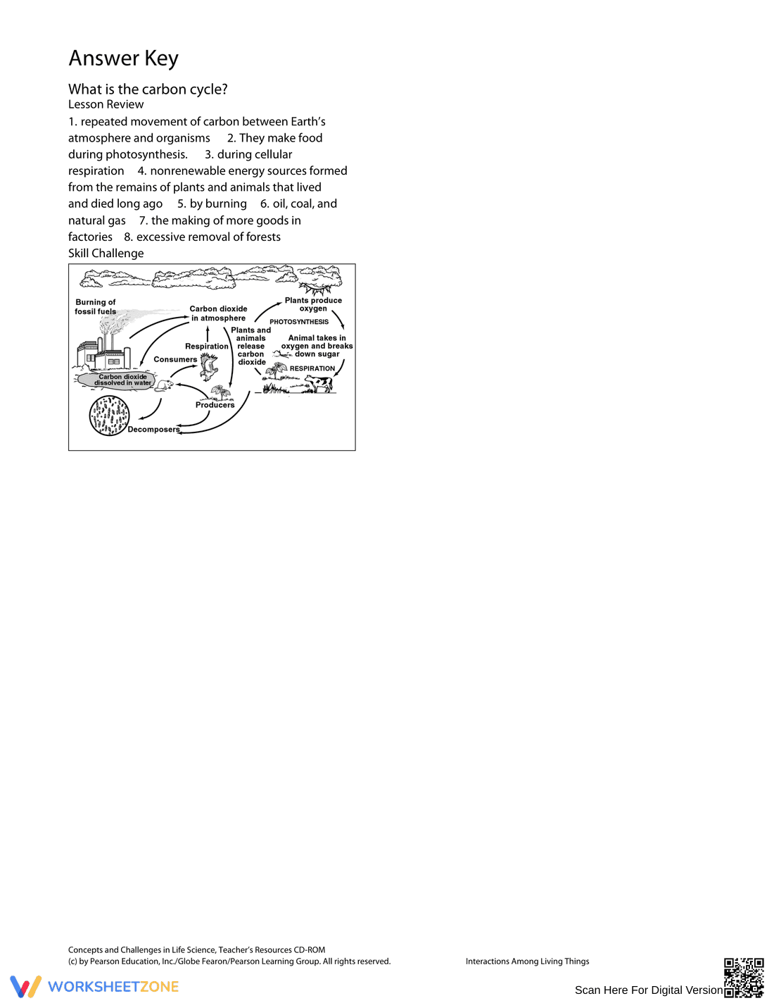 What is the Carbon Cycle? An Introductory Worksheet - Page 2