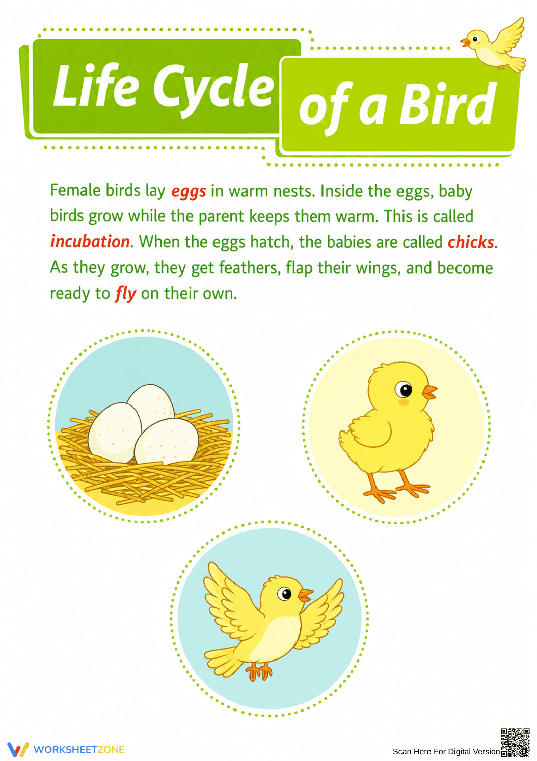 Bird's Life Cycle Worksheet | Grade 6 Essential Science - Page 2