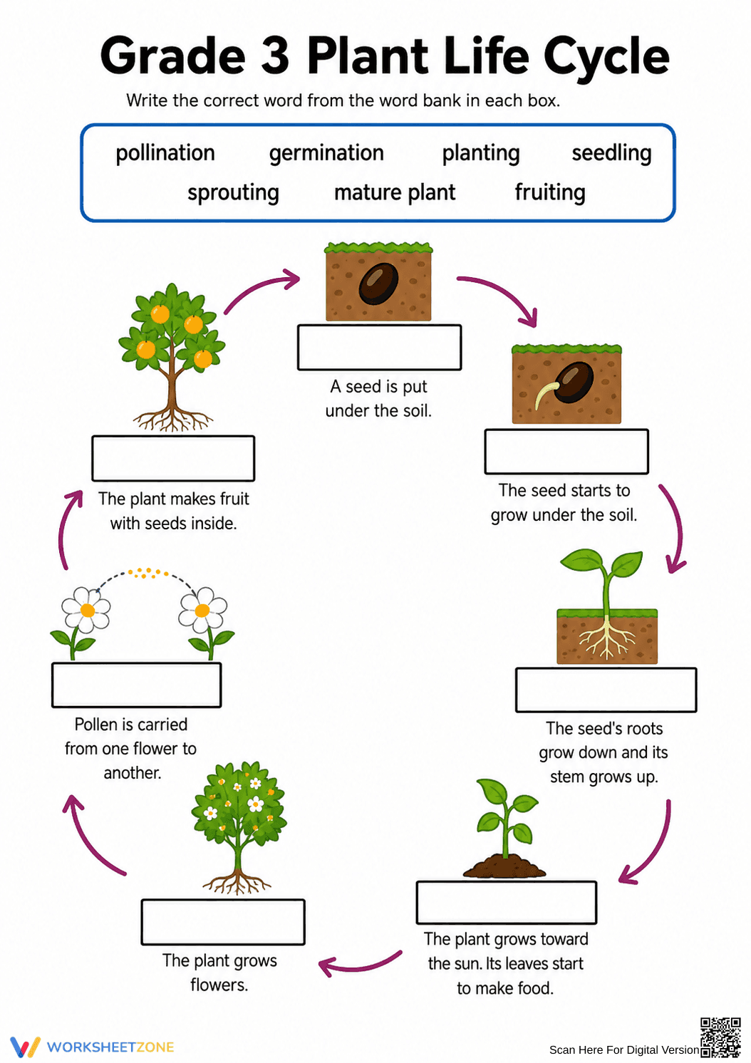 Grade 3 Plant Life Cycle — Printable No-Prep Worksheet - Page 2