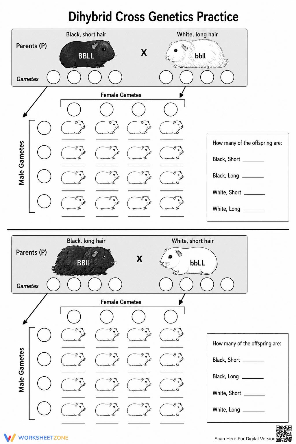 Printable Dihybrid Cross Worksheet | High School Biology - Page 2