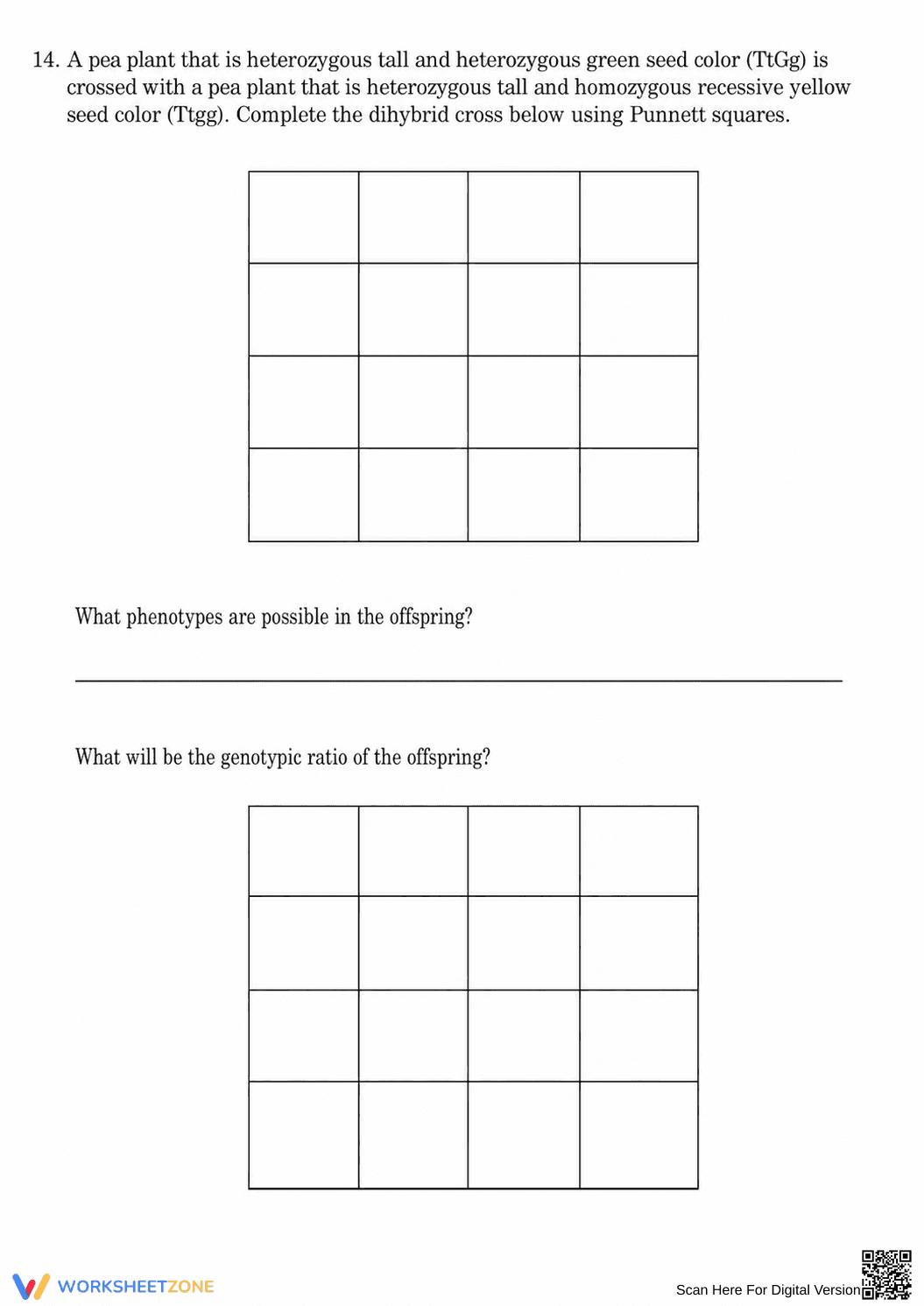 Essential Dihybrid Crosses Worksheet | Grade 9-12 Biology - Page 7
