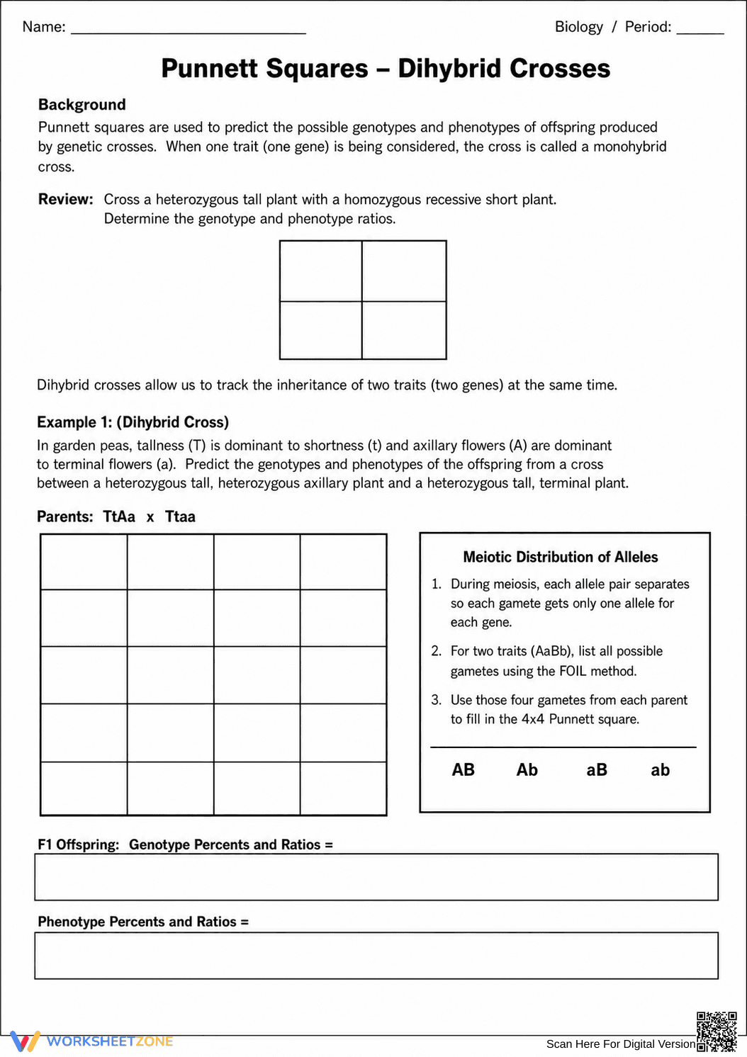Essential Dihybrid Crosses Worksheet | Grade 9-12 Biology - Page 3