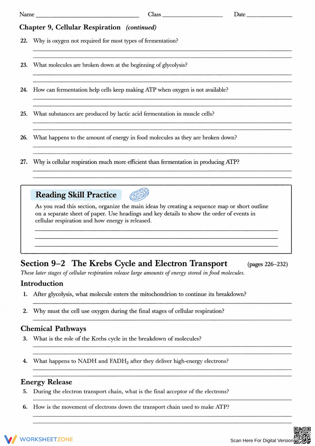 Essential HS-LS1-7 Cellular Respiration Worksheet - Page 3
