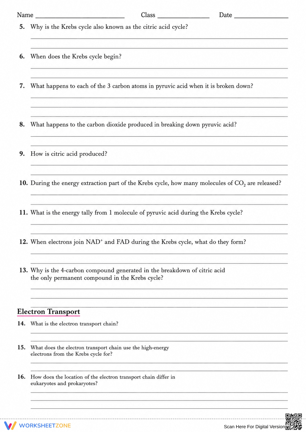 Essential HS-LS1-7 Cellular Respiration Worksheet - Page 4
