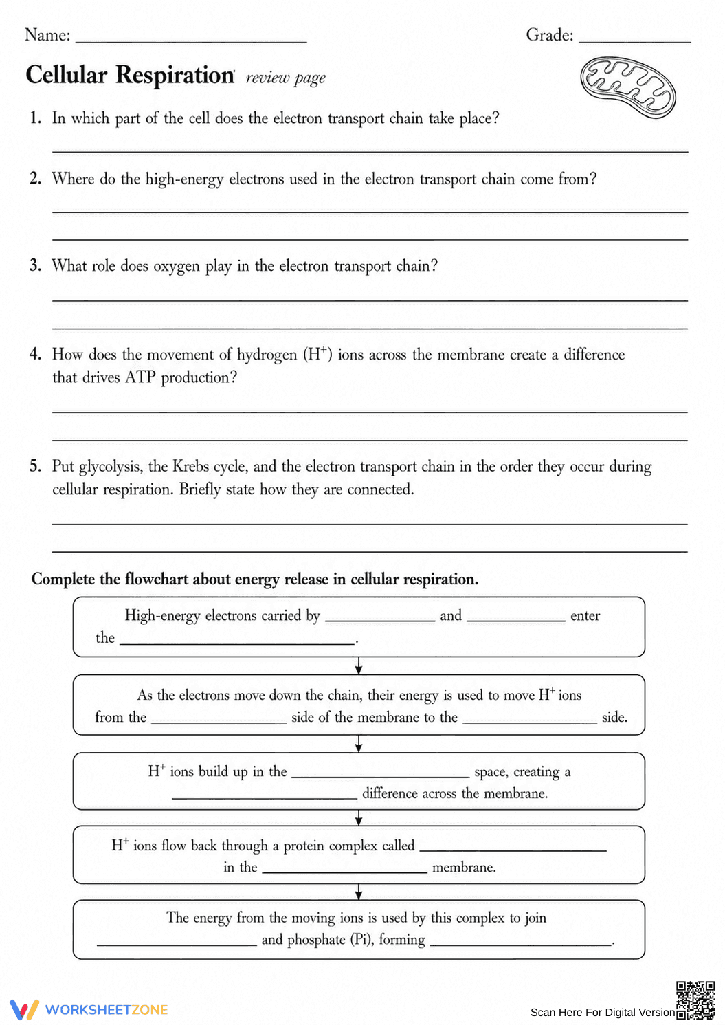Essential HS-LS1-7 Cellular Respiration Worksheet - Page 5
