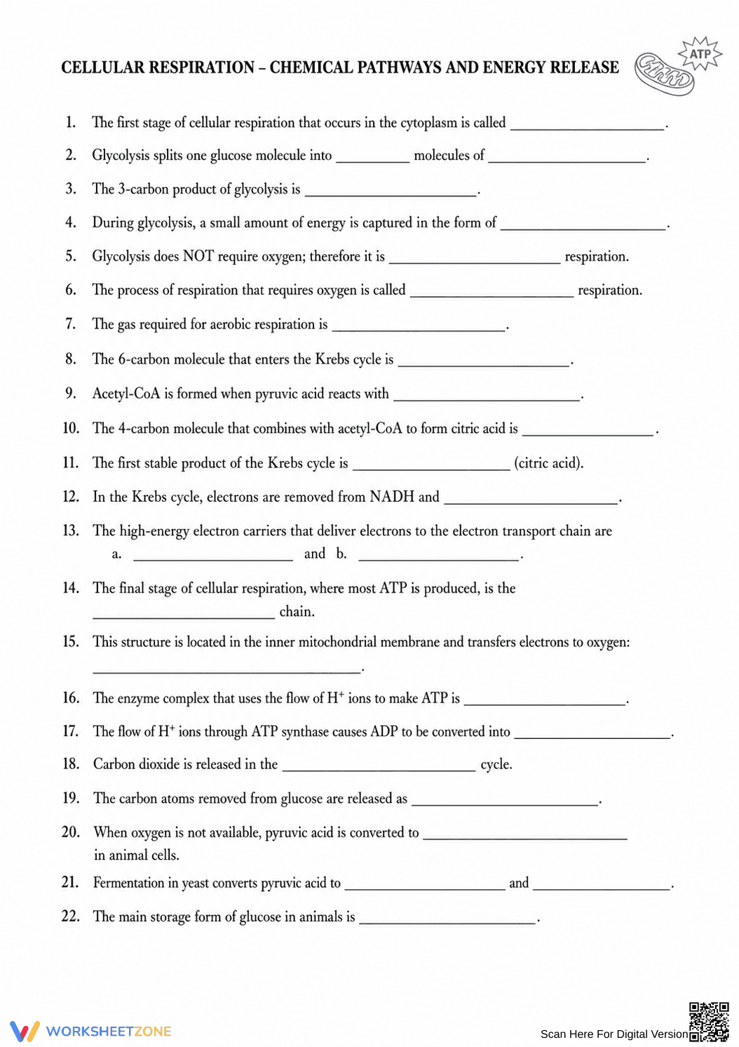 Essential HS-LS1-7 Cellular Respiration Worksheet - Page 7