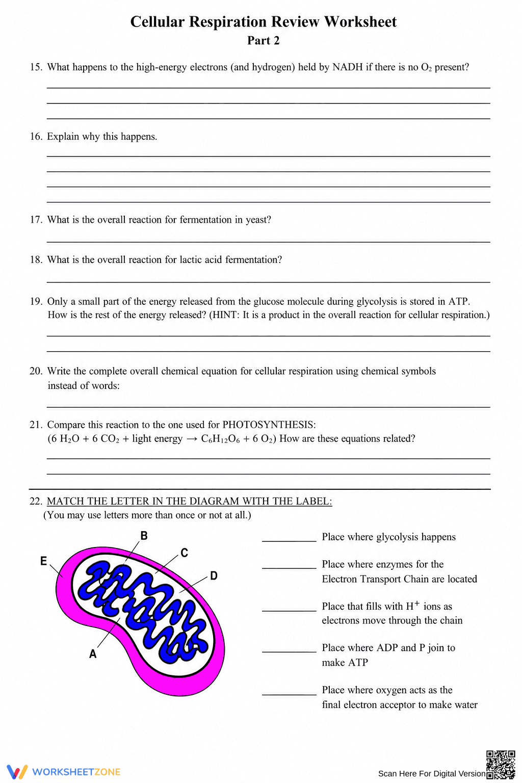 Cellular Respiration Review Worksheet | Essential Biology - Page 2