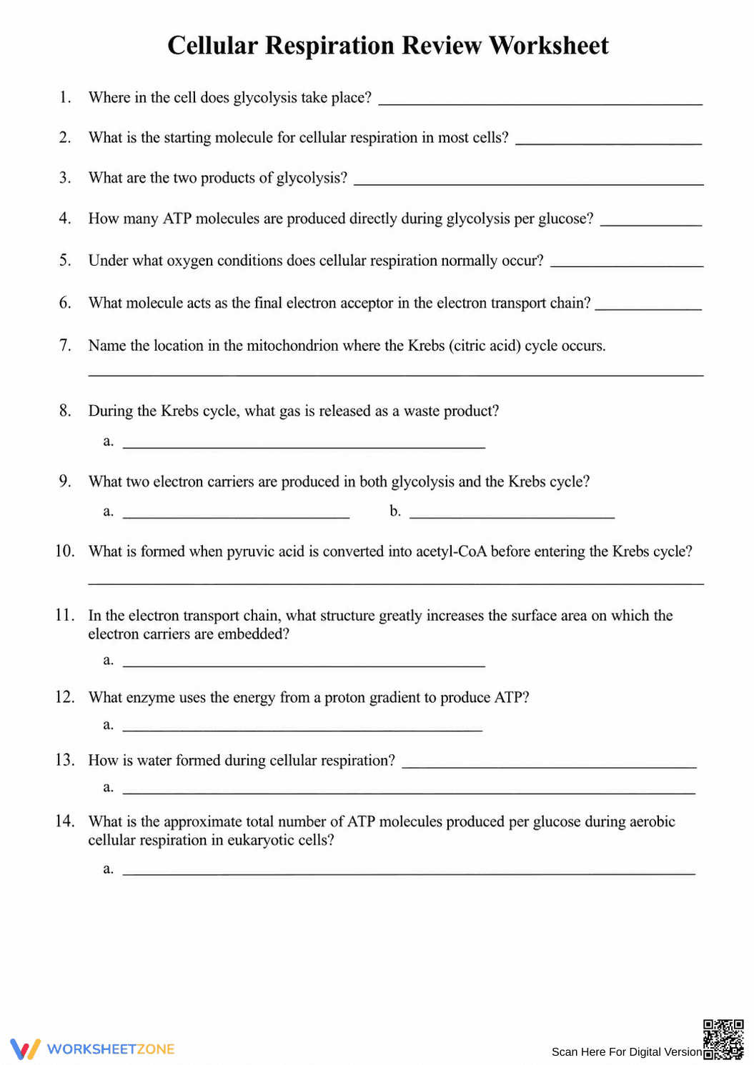 Cellular Respiration Review Worksheet | Essential Biology - Page 3