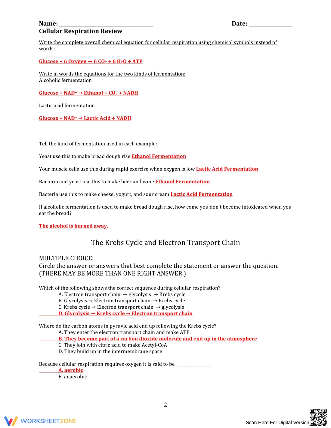 Comprehensive Cellular Respiration Review Worksheet - Page 2