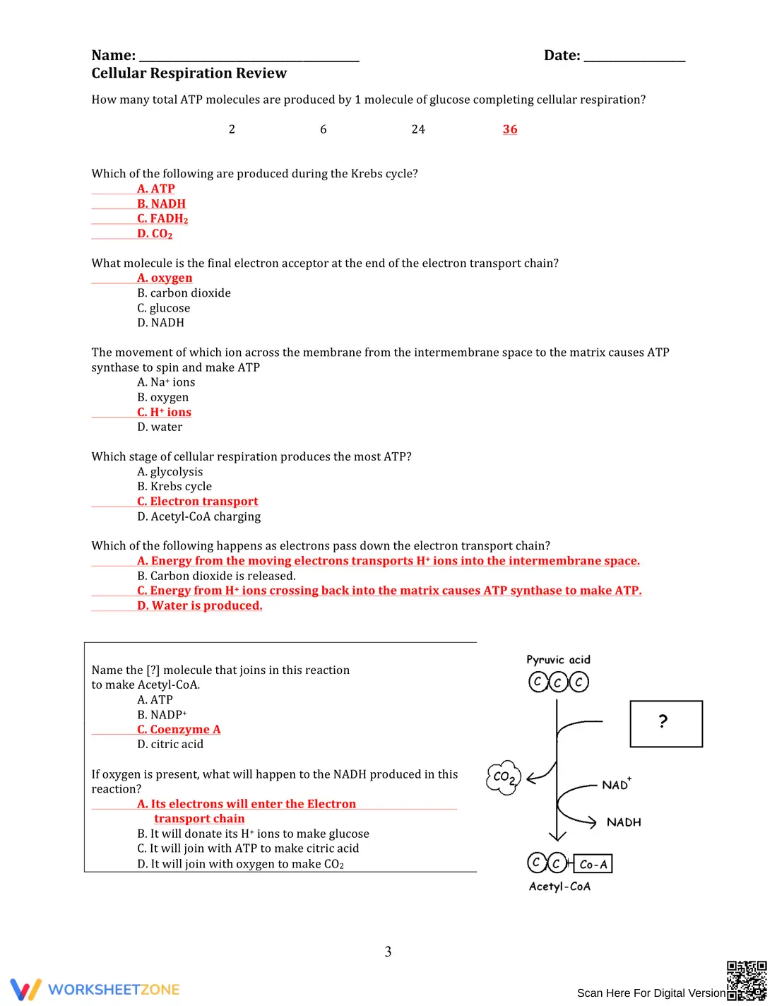 Comprehensive Cellular Respiration Review Worksheet - Page 3