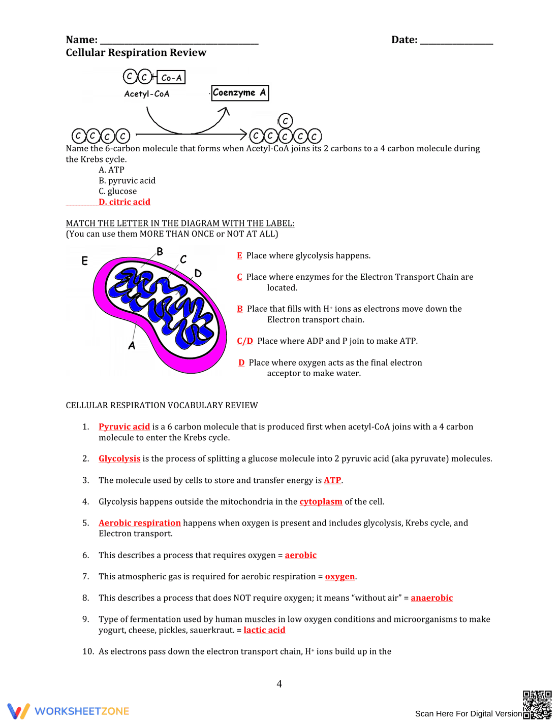 Comprehensive Cellular Respiration Review Worksheet - Page 4