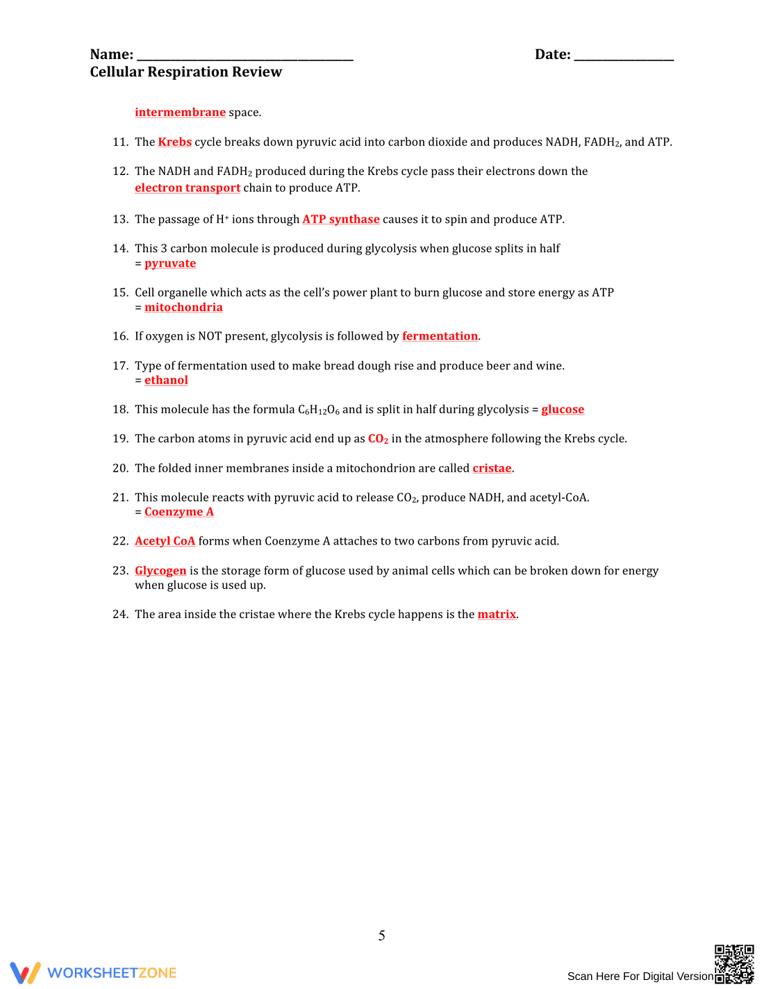 Comprehensive Cellular Respiration Review Worksheet - Page 5