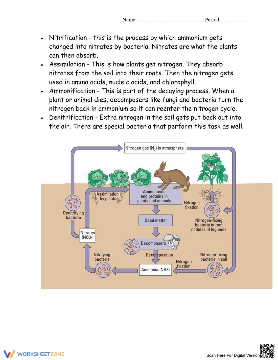 Updated Nitrogen Cycle Worksheet - Page 2
