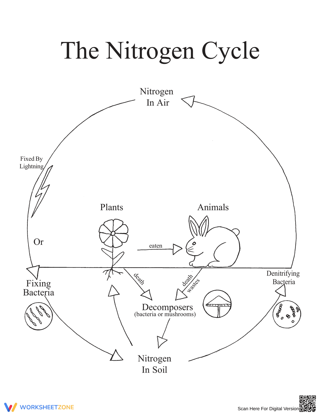 Nitrogen Cycle Game Instructions - Page 2