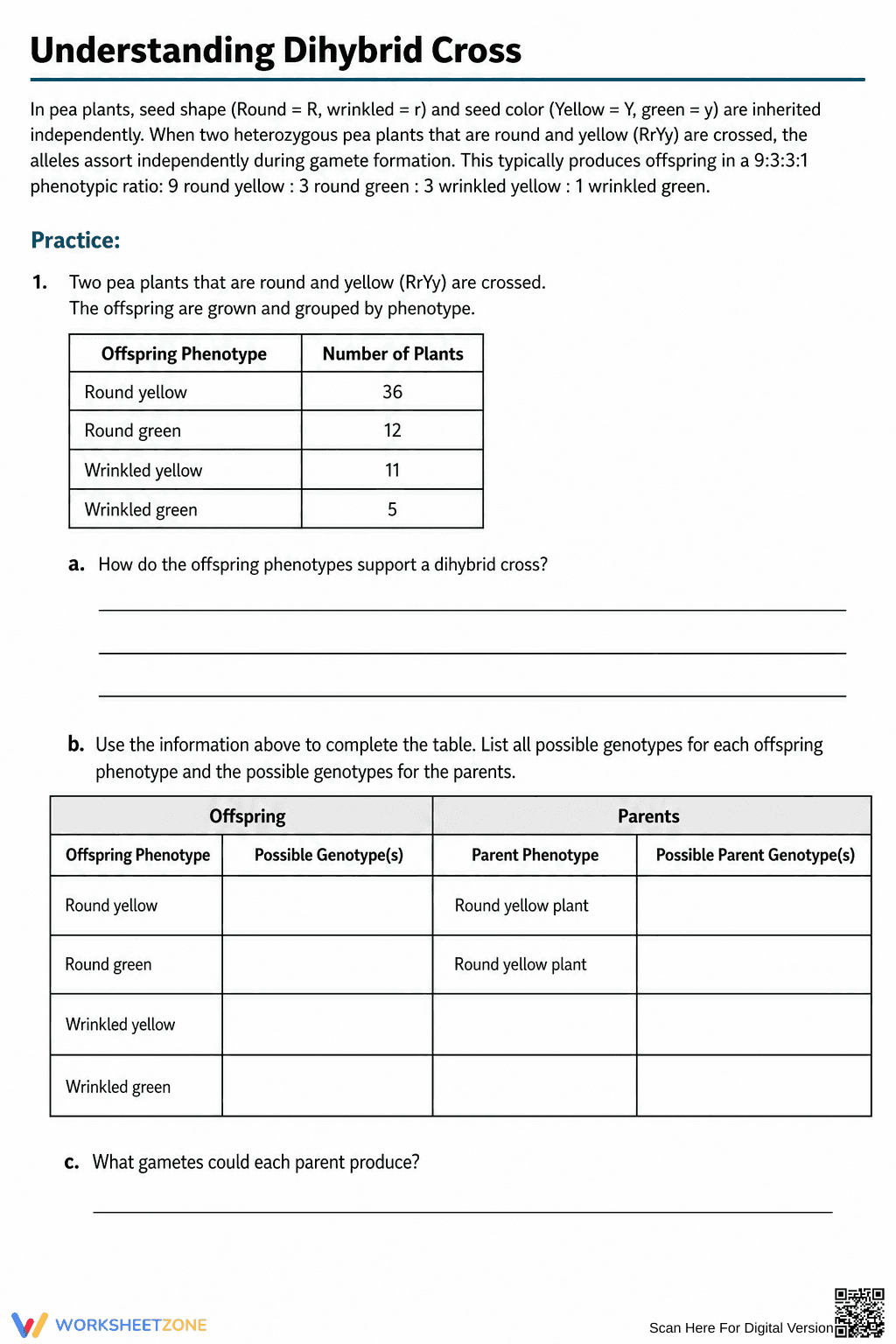 Essential Dihybrid Cross Worksheet | Grades 9-12 Biology - Page 4